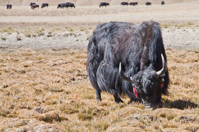 Horse grazing on field