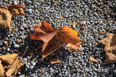 High angle view of dry leaves on pebbles