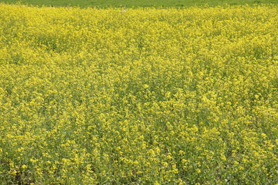 Full frame shot of oilseed rape field