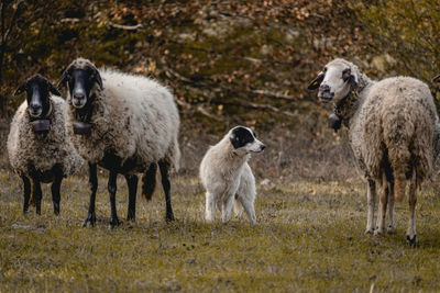 A flock of sheep and their guard dog near the small village of varshilo in the strandzha mountains