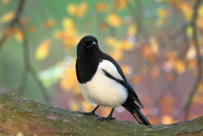 Close-up of bird perching on tree