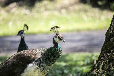 Close-up of peacock
