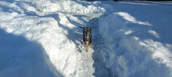 High angle view of person skiing