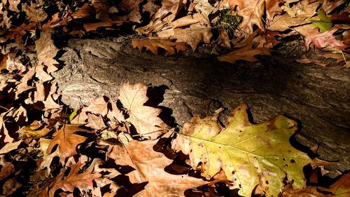 Close-up of autumn leaves