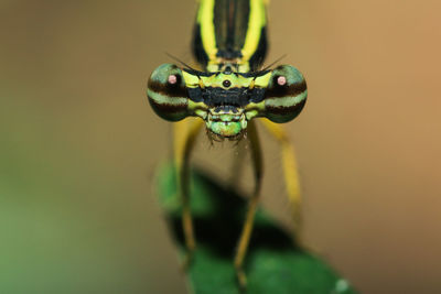 Close-up of insect on leaf