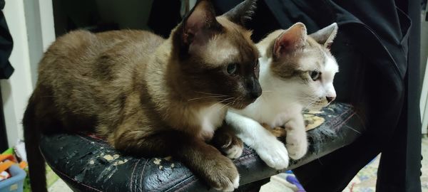 Close-up of two cats