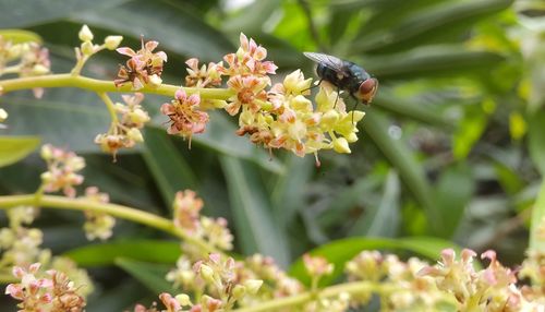 Close-up of bee pollinating on flower