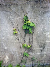 Plants growing on a tree