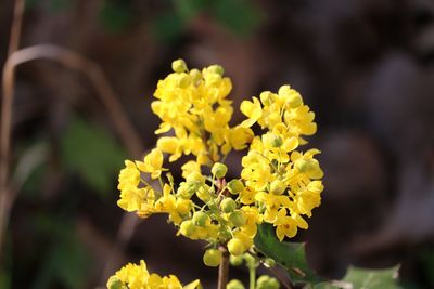 Close-up of yellow flowering plant