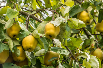 Close-up of apples on tree