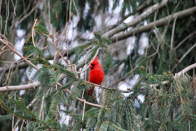 Bird perching on branch
