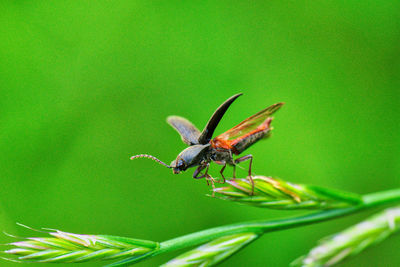 Close-up of insect on leaf