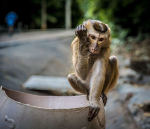 Close-up of monkey