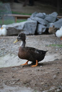 Mallard duck