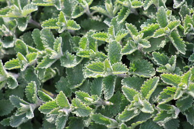 High angle view of fresh green leaves