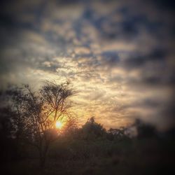 Close-up of silhouette plant against sunset sky