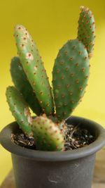 Close-up of succulent plant