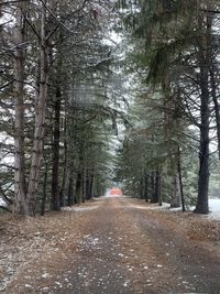 Road amidst trees in forest