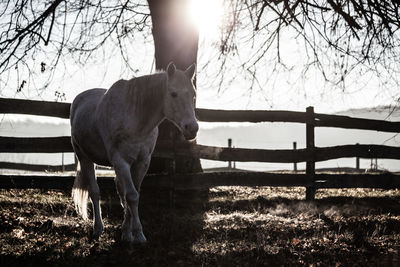 View of horse on field against sky