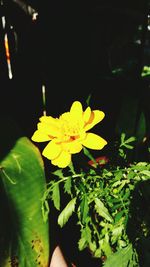 Close-up of yellow flowers