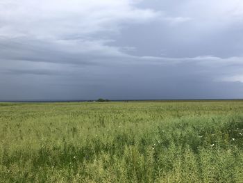 Scenic view of field against sky