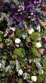 High angle view of purple flowering plants