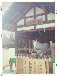 Cat standing in front of building