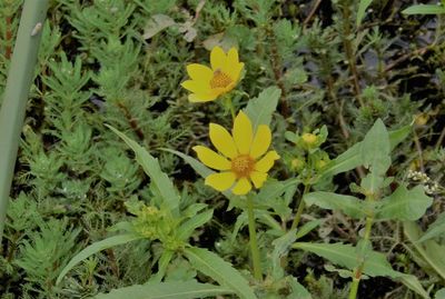 High angle view of yellow flowers blooming on field