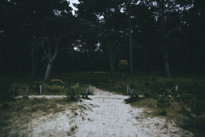 Trees in forest