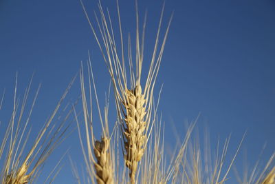 Close-up of wheat growing on field against clear blue sky