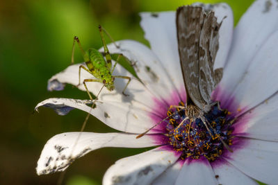 Insects on the flower
