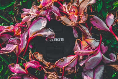 Close-up of pink flowering plants