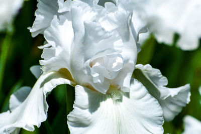 Close-up of white flowering plant