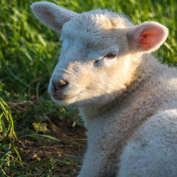 Close-up of an animal lying on field