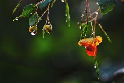 Close-up of water drops on fruit on plant