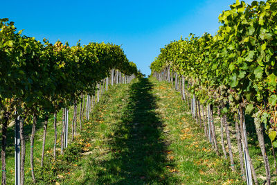 View of vineyard against sky