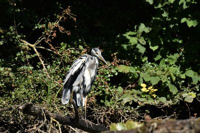 Bird perching on a tree