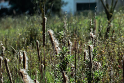 Close-up of fresh plants on field