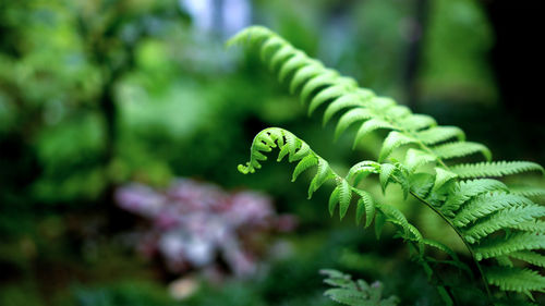 Fern forest tropical jungle close-up green lush waterfall green background