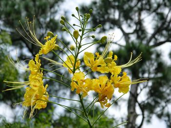 Close-up of yellow flowers on tree