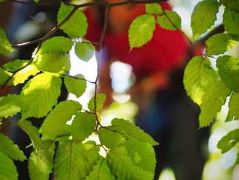 Close-up of green leaves on plant