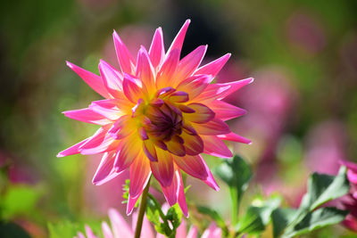 Close-up of a dahlia in the back light