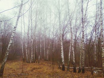 Bare trees in forest