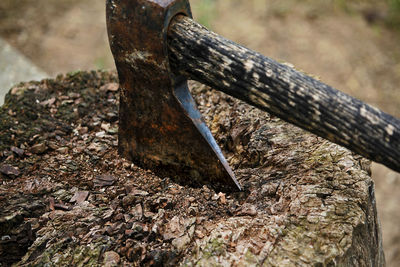 Close-up of tree trunk