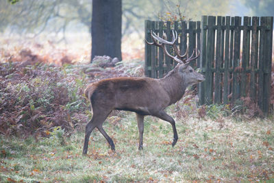 Deer standing in a field