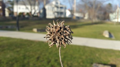 Close-up of flowers