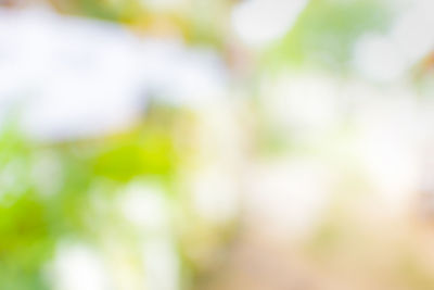 Close-up of fresh green plants