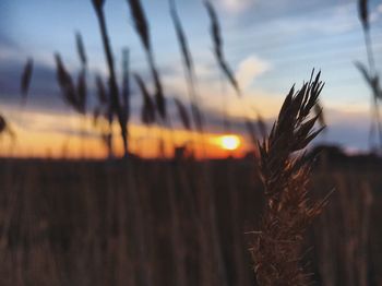 Close-up of wheat against sky at sunset