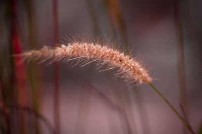 Close-up of flower plant