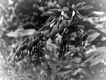 Close-up of flowering plant